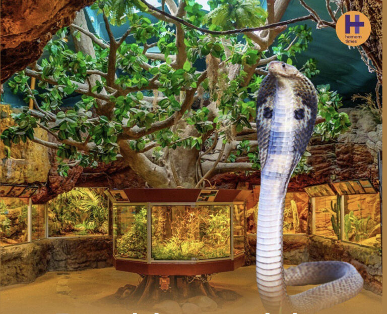 İsveçdə zooparkdan qaçan nəhəng kobra bir həftə sonra geri qayıdıb