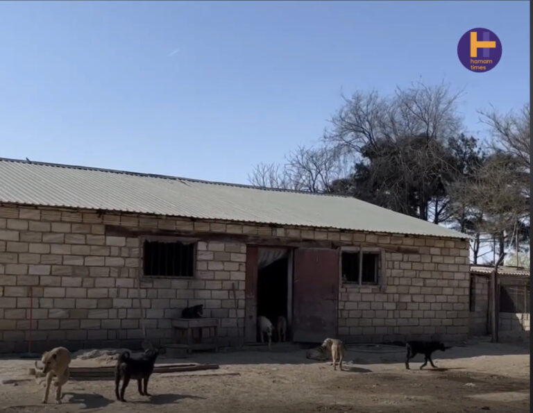 Xüsusi reportaj: İtlərin ümidi heyvansevərlərə qalıb