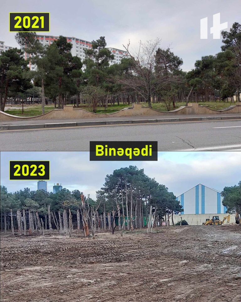 Bakıda ağacların kəsintisi davam edir
