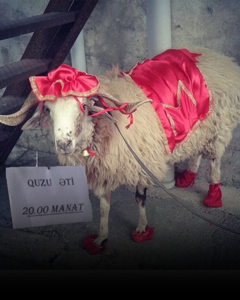 Azərbaycanda qoyunların sayının azalması bahalaşmaya səbəb olub