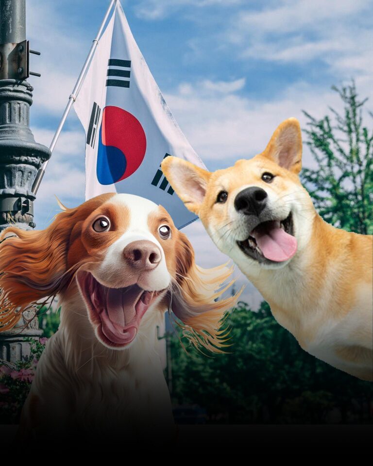 Koreyada it ətinin satışı qadağan olunub