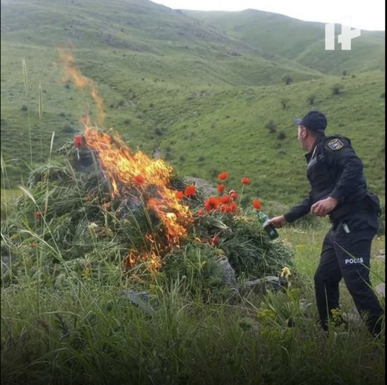 Naxçıvanda 755 min 620 nəşə kolu yandırılıb