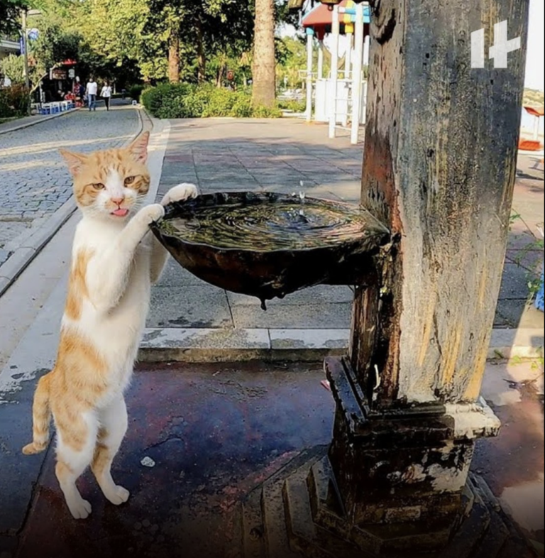 Küçə hayvanlarına su verməyi unutmayın