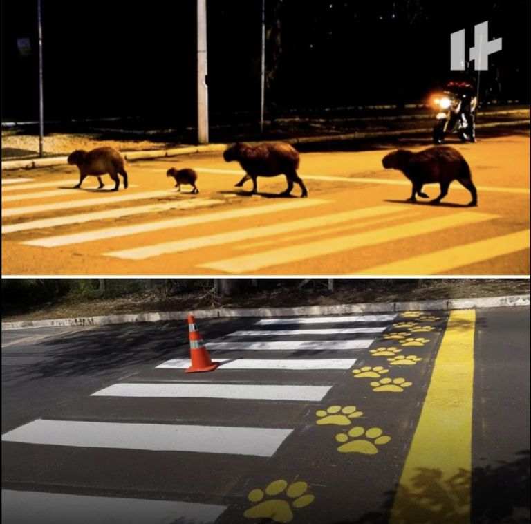 Braziliyada heyvanlar üçün yol işarələri çəkilir
